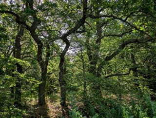 Groupement forestier : ce que rapporte vraiment un investissement en forêt Groupement forestier : ce que rapporte vraiment un investissement en forêt
