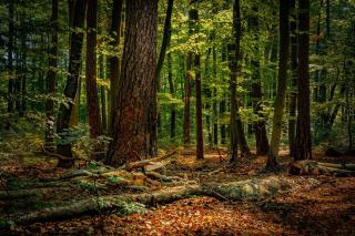 Groupement forestier : fiscalité, parts et liquidité